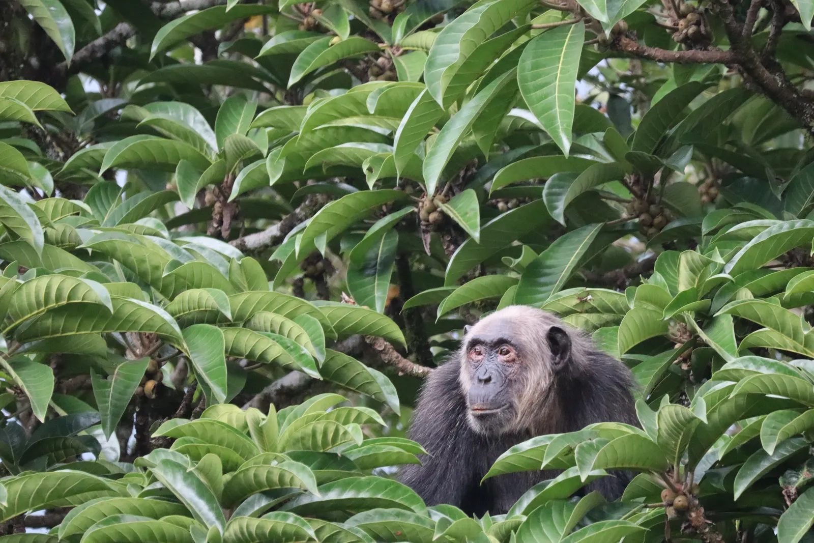 Chimpanzee Tracking in Kibale Forest