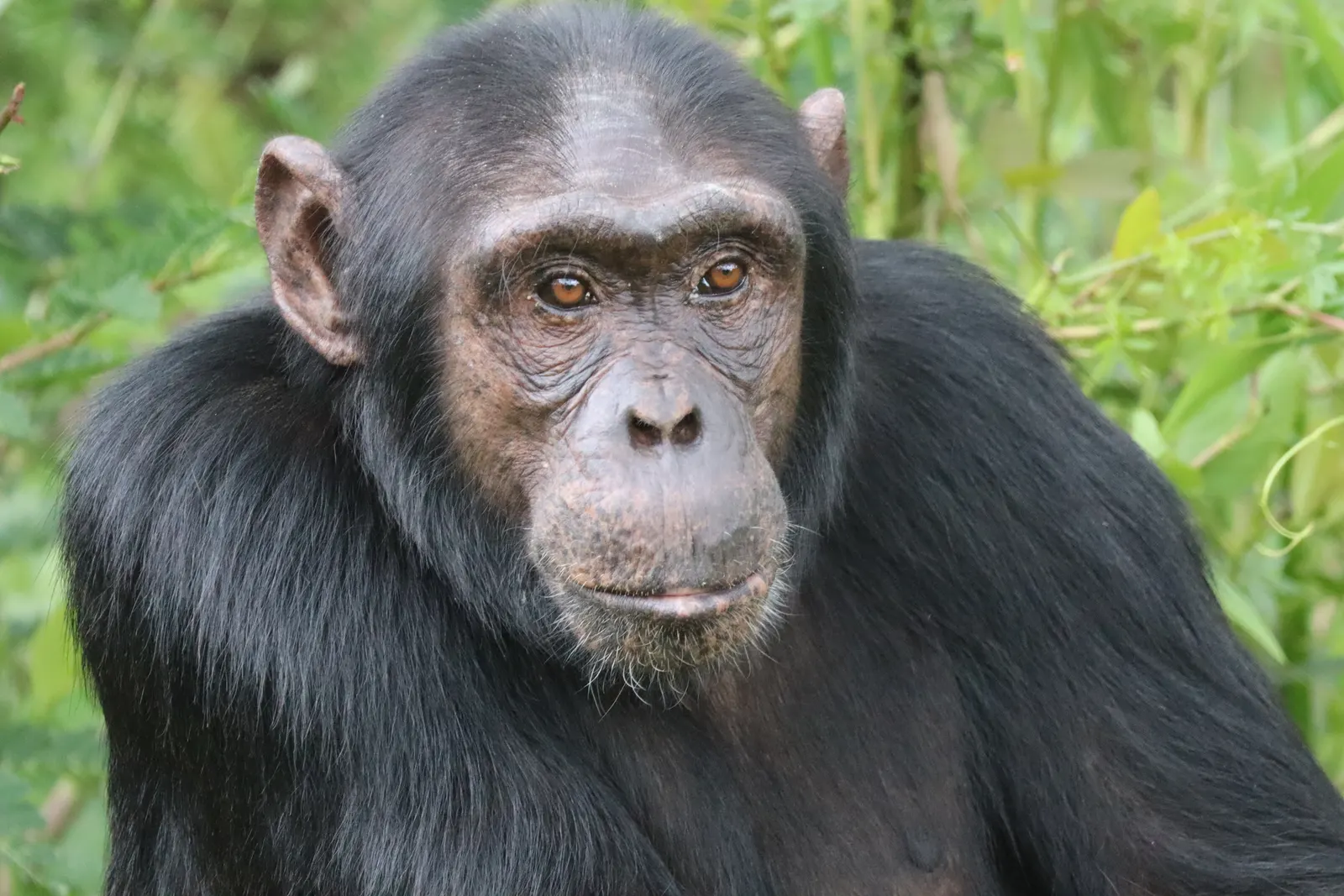 A close-up portrait — Kibale Forest.
