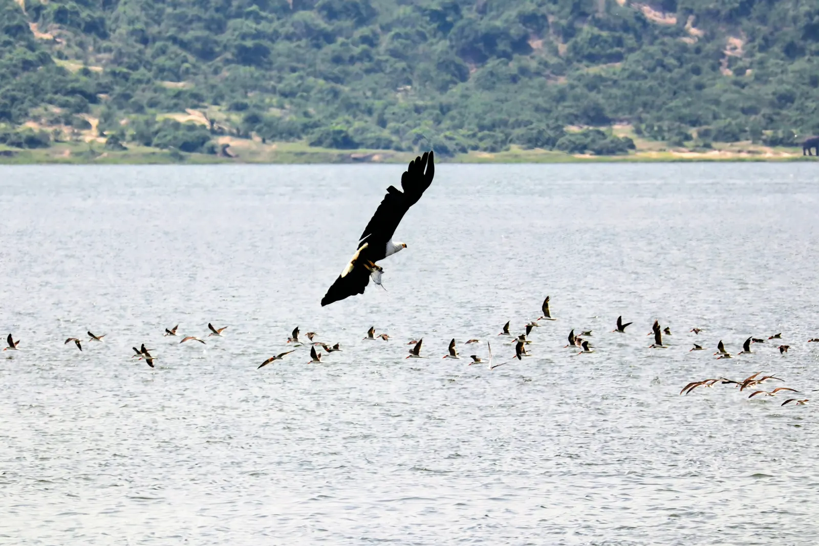 Murchison Falls Safari & Nile Boat Cruise