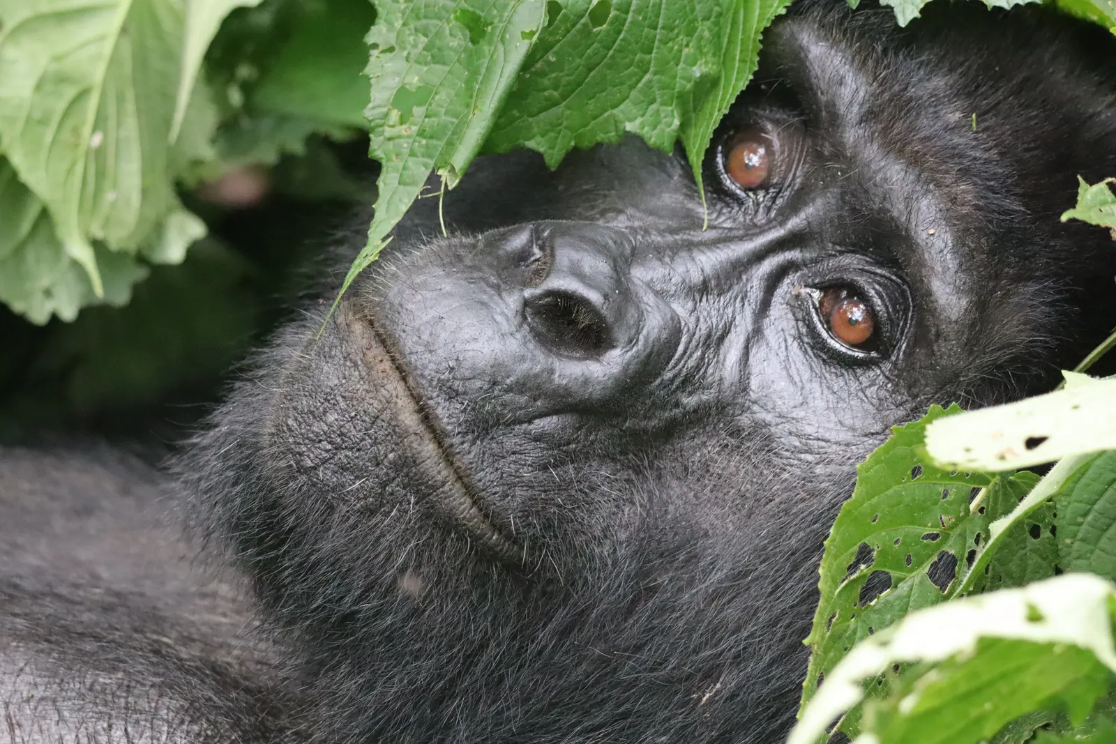 Eye to eye with an adult mountain gorilla.