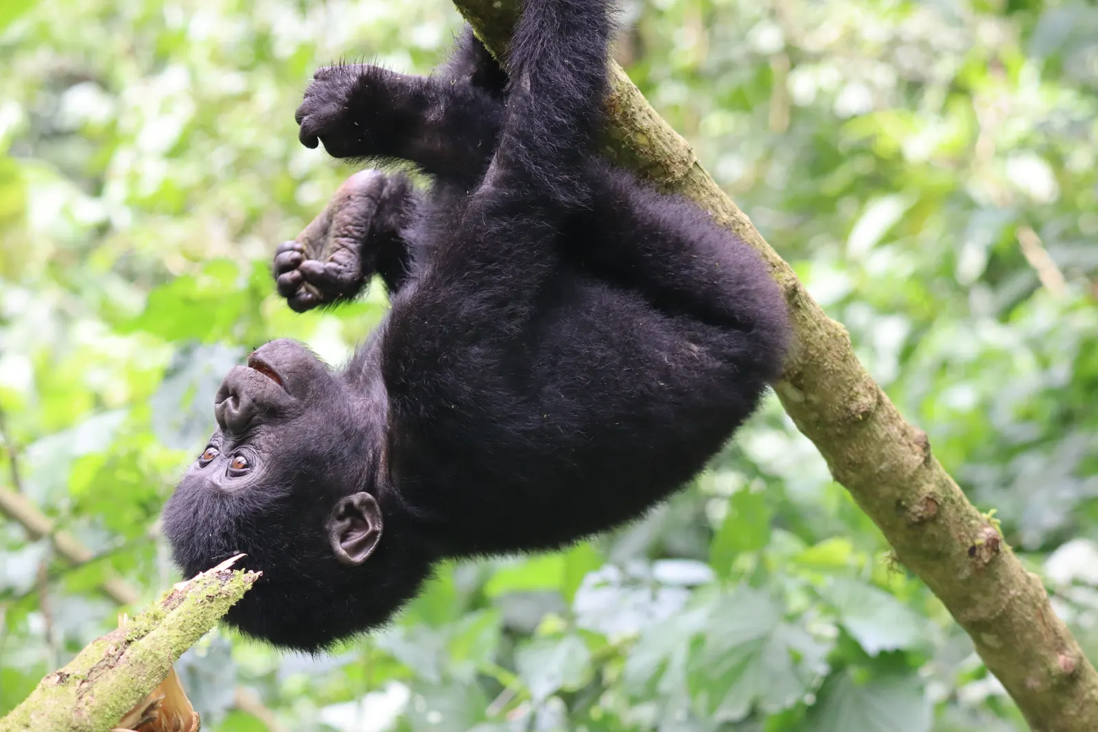 A juvenile gorilla mid-play, hanging from a branch.