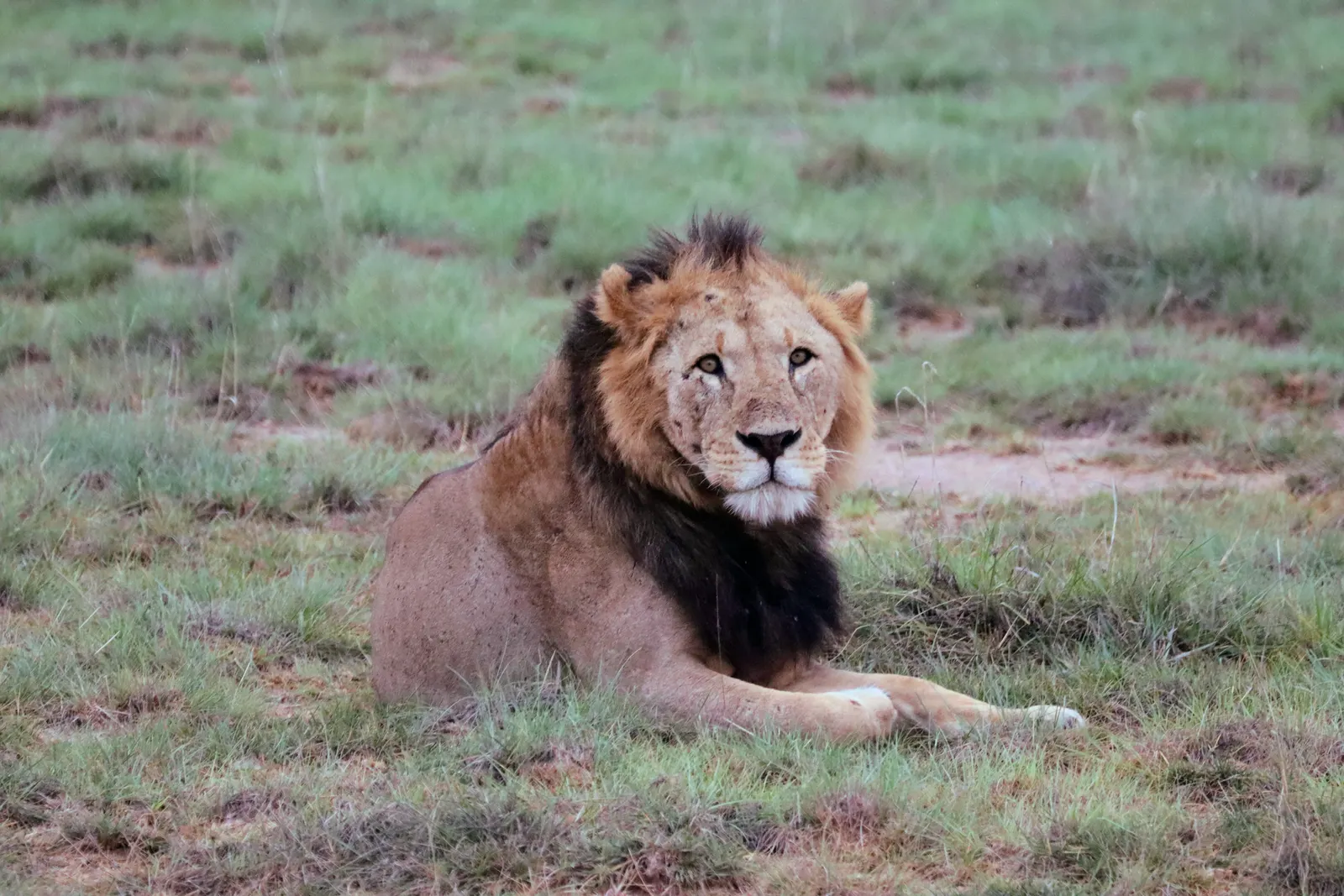 Queen Elizabeth: Tree-Climbing Lions & the Kazinga Channel