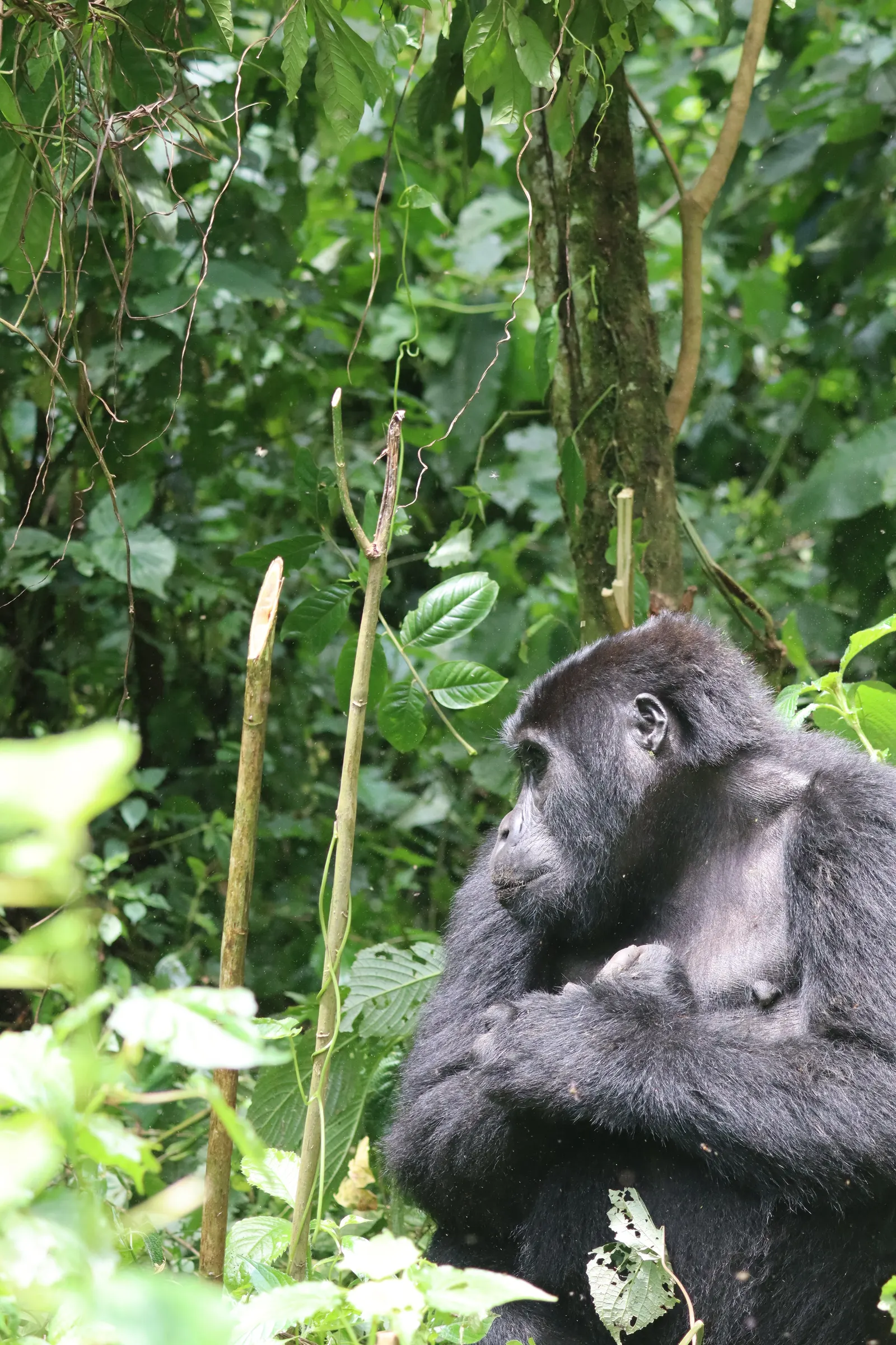 Silverback in profile, framed by jungle vines.
