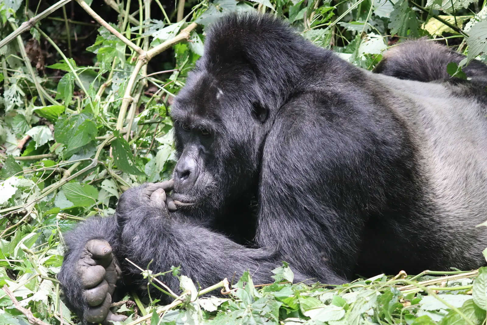 Silverback at rest in the undergrowth.