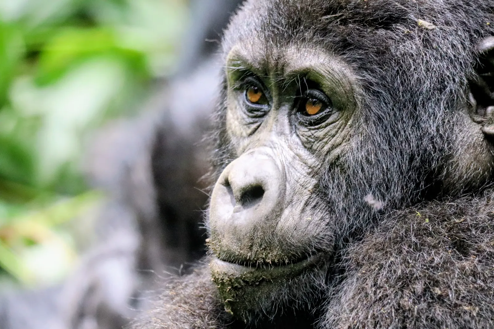 Gorilla Trekking in Bwindi